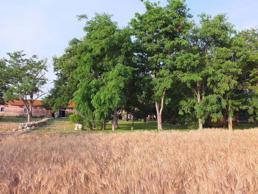 Agriturismo Casal Taccone Apartman Tarquinia Szoba fotó